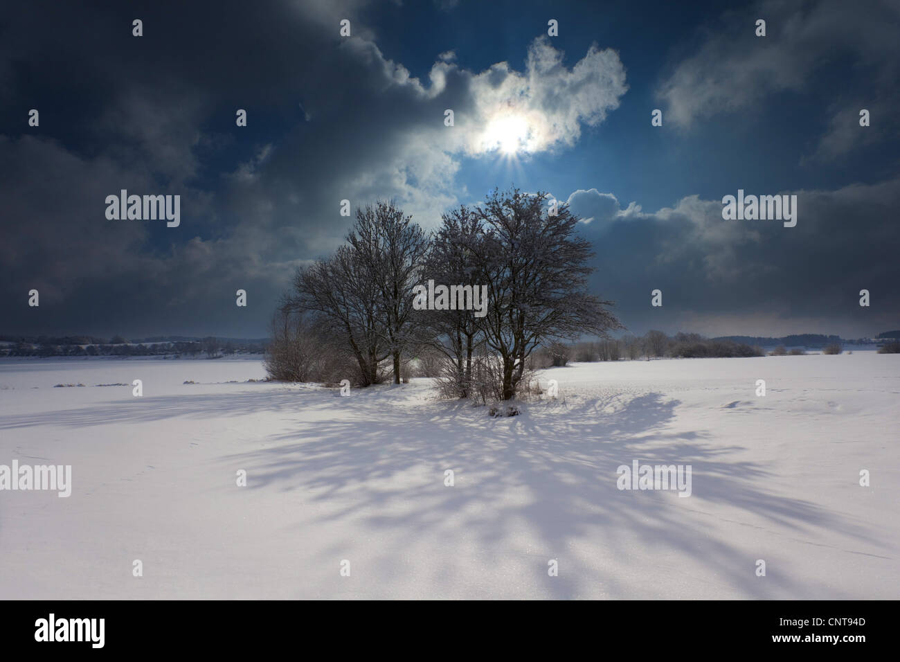 Sombras en la nieve. Pintoresco paisaje de invierno con sol y un grupo de árboles arrojando una larga sombra sobre la nieve, Alemania, Sajonia, Vogtlaendische Schweiz Foto de stock