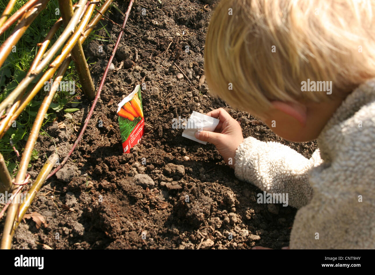 Niñito siembra zanahorias en su propio huerto, Alemania Foto de stock