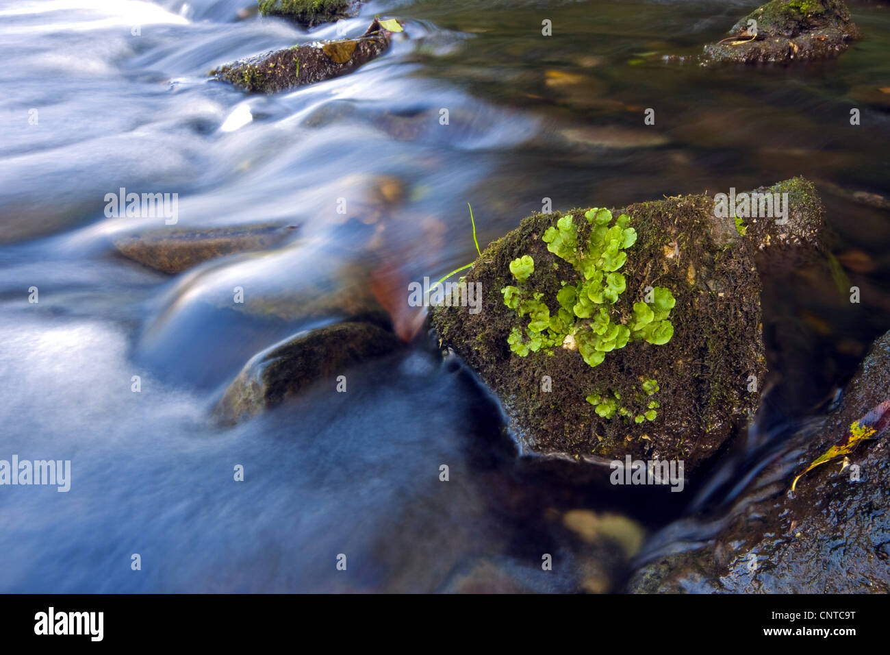 El musgo sobre una roca en un arroyo, Alemania, Renania-Palatinado Foto de stock