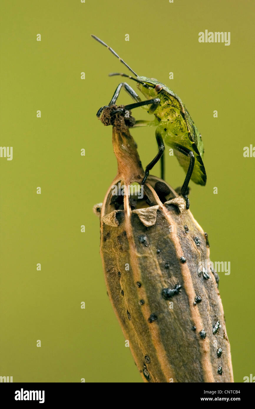 Escudo verde bug, Common Green shield bug (Palomena prasina), sentada a una cápsula de adormidera, Papaver dubium, Alemania, Renania-Palatinado Foto de stock