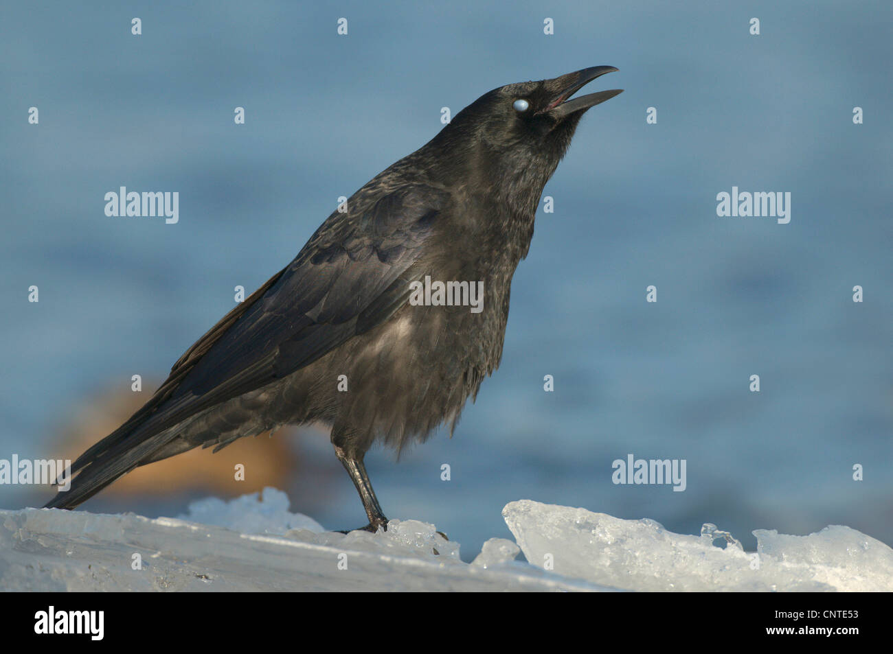Carrion crow (Corvus corone), adulto un hielo gritando, Alemania, Sajonia Foto de stock