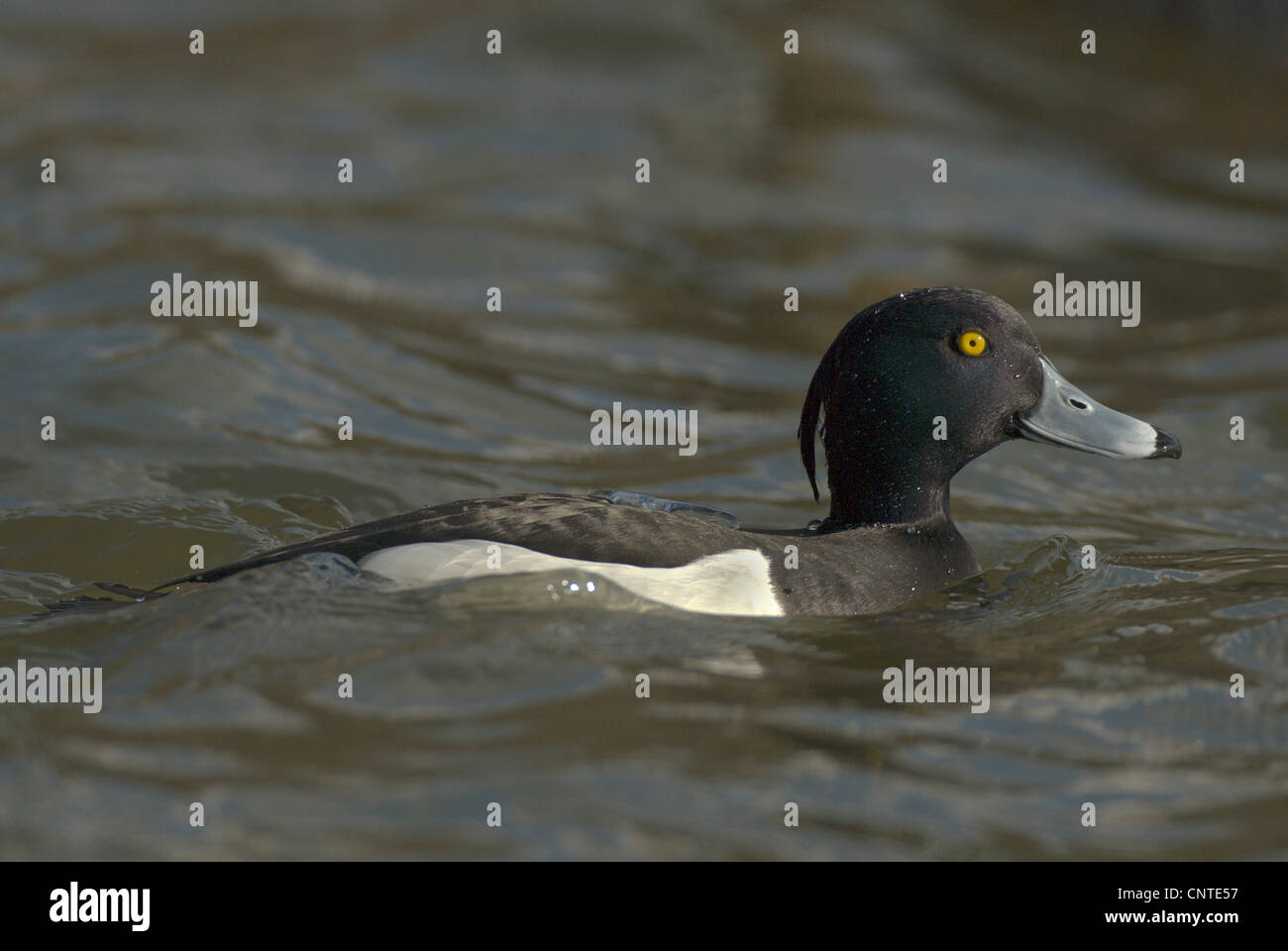 Tufted duck (Aythya fuligula), macho en plumaje nupcial nadando, Alemania, Sajonia Foto de stock