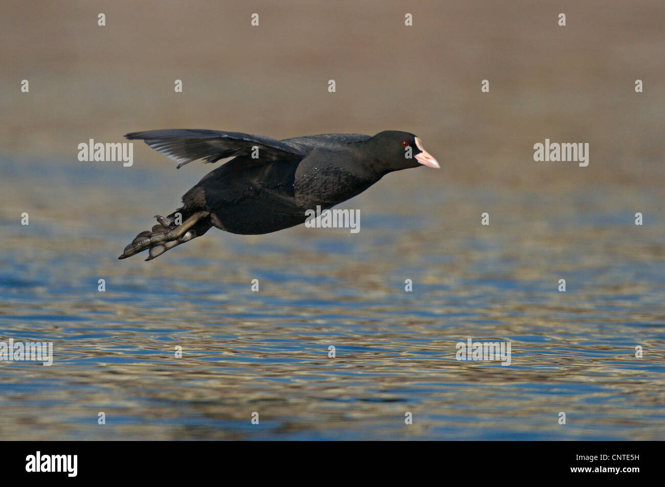 Negro Focha Común (Fulica atra), adultos que vuelan sobre el agua, Alemania, Sajonia Foto de stock