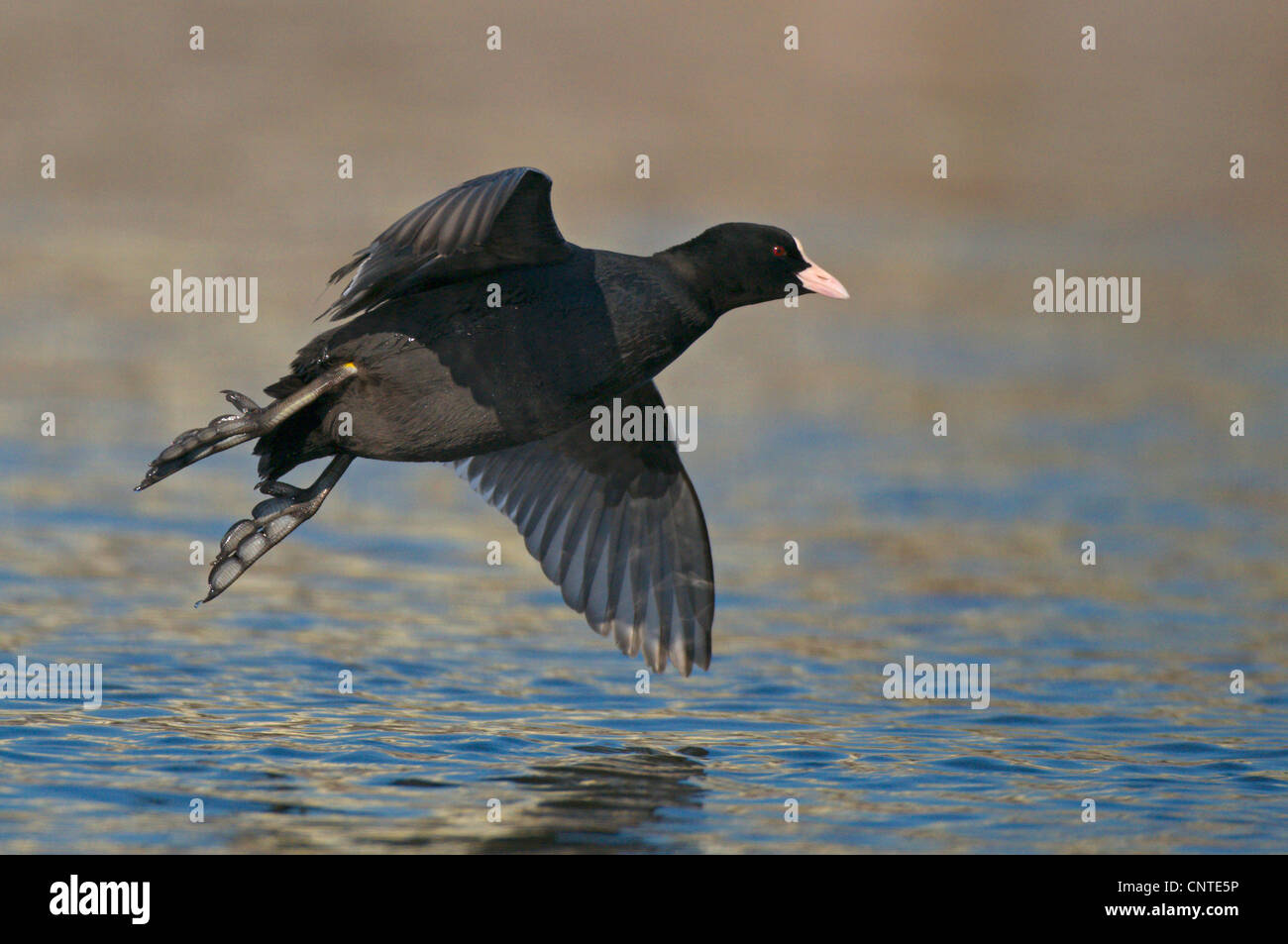 Negro Focha Común (Fulica atra), adultos que vuelan sobre el agua, Alemania, Sajonia Foto de stock