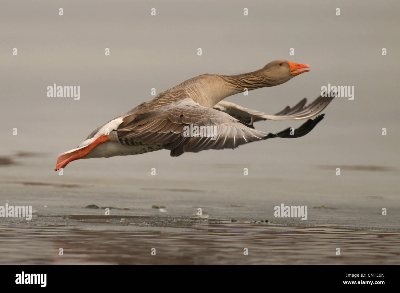 Graylag goose (Anser anser), volando sobre el hielo, Alemania, Sajonia Foto de stock