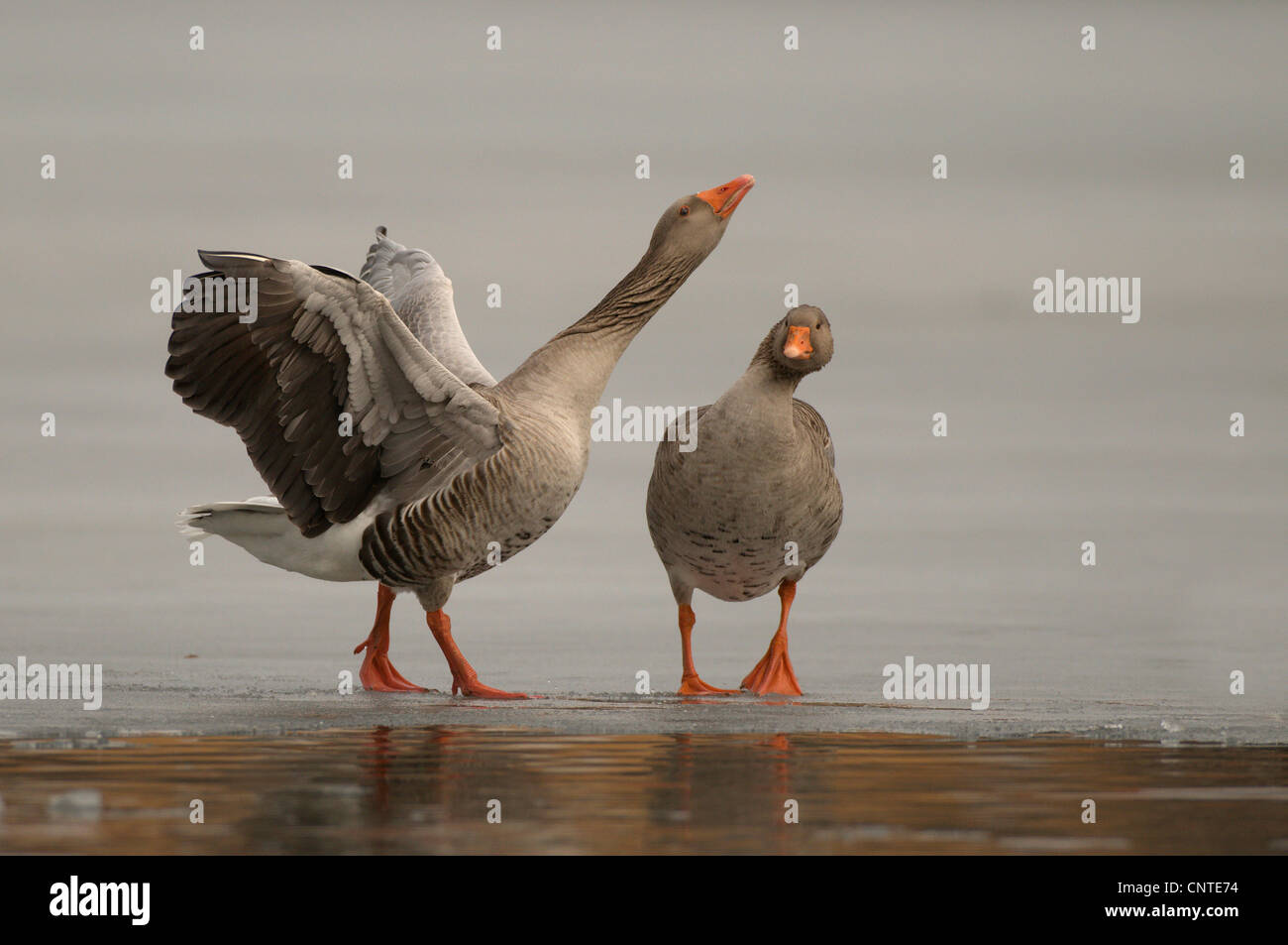 Graylag goose (Anser anser), par sobre una capa de hielo, macho con impresionante comportamiento, Alemania, Sajonia Foto de stock