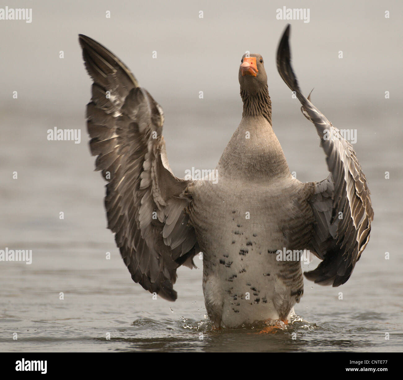Graylag goose (Anser anser), batir las alas, Alemania, Sajonia Foto de stock