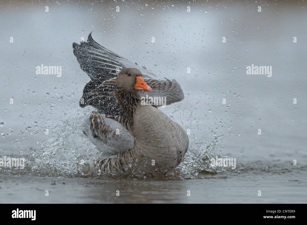 Graylag goose (Anser anser), aterrizaje, Alemania, Brandeburgo Foto de stock