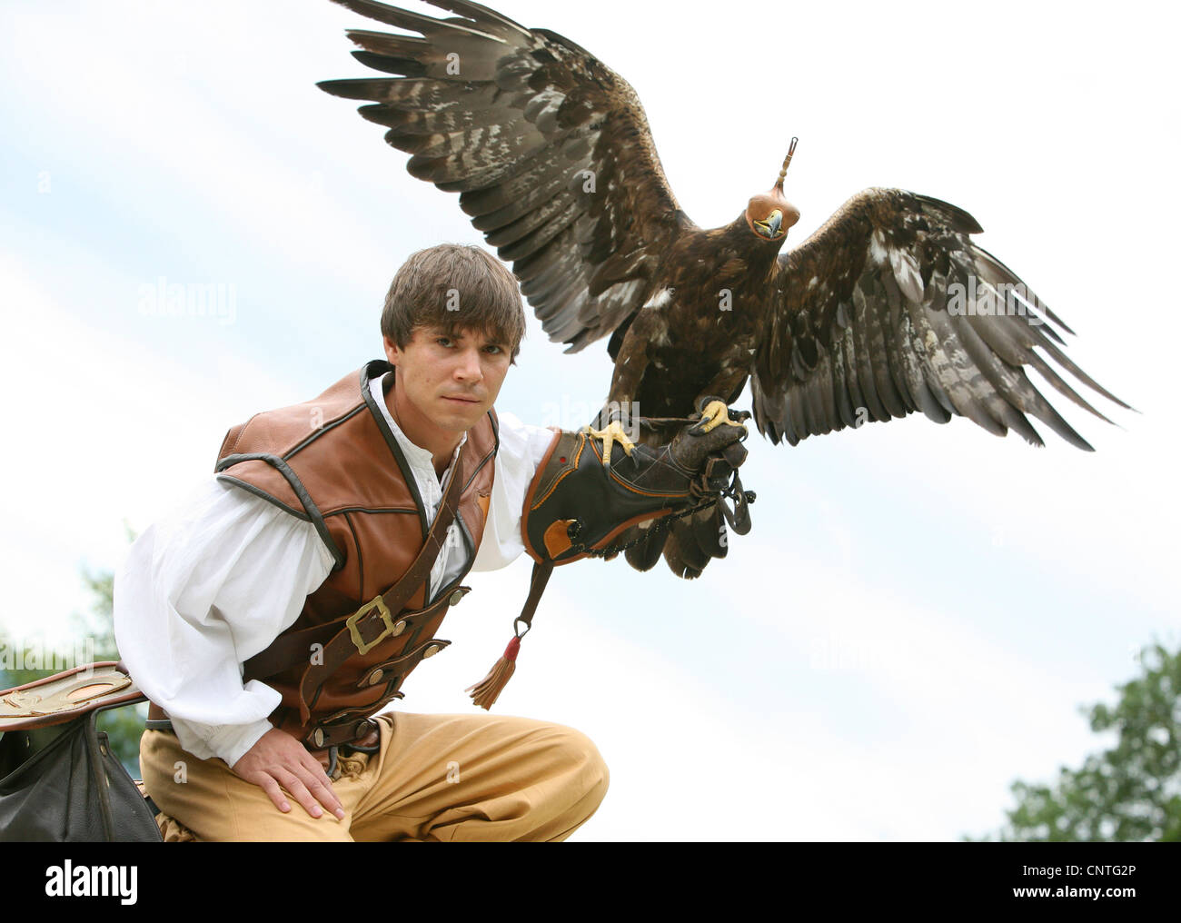 Águila real (Aquila chrysaetos), el cetrero con águila en el brazo,  Alemania, Sajonia Fotografía de stock - Alamy