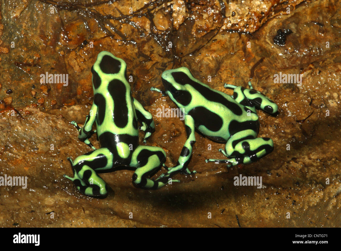 Green &Amp; ranas flecha veneno negro, verde &Amp; negro rana venenosa (Dendrobates auratus), dos individuos Foto de stock
