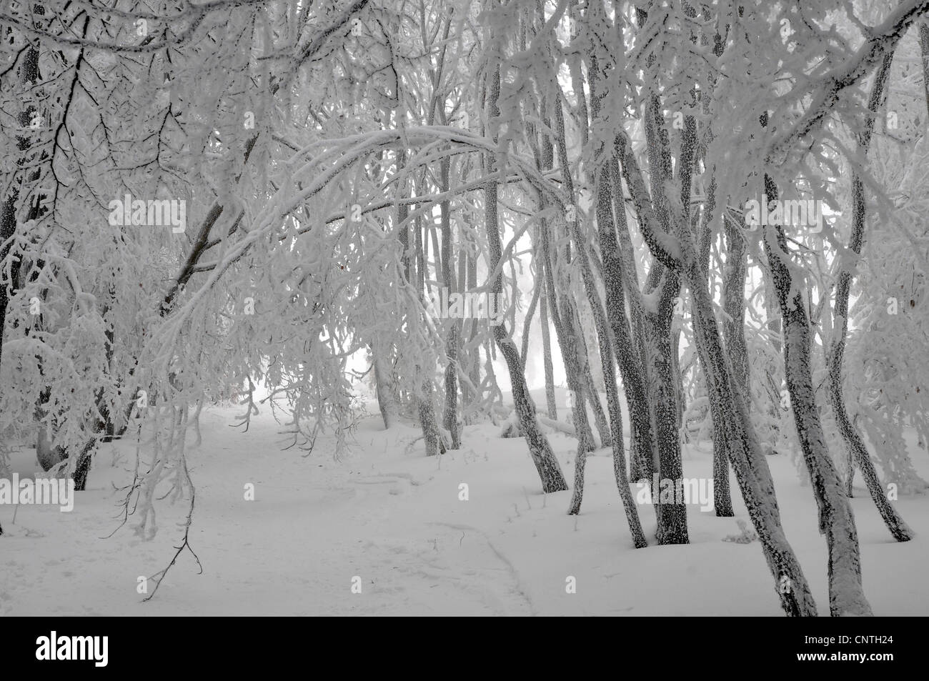Cubiertas de nieve, bosques de árboles jóvenes, Alemania, NRW, Hochsauerland Foto de stock