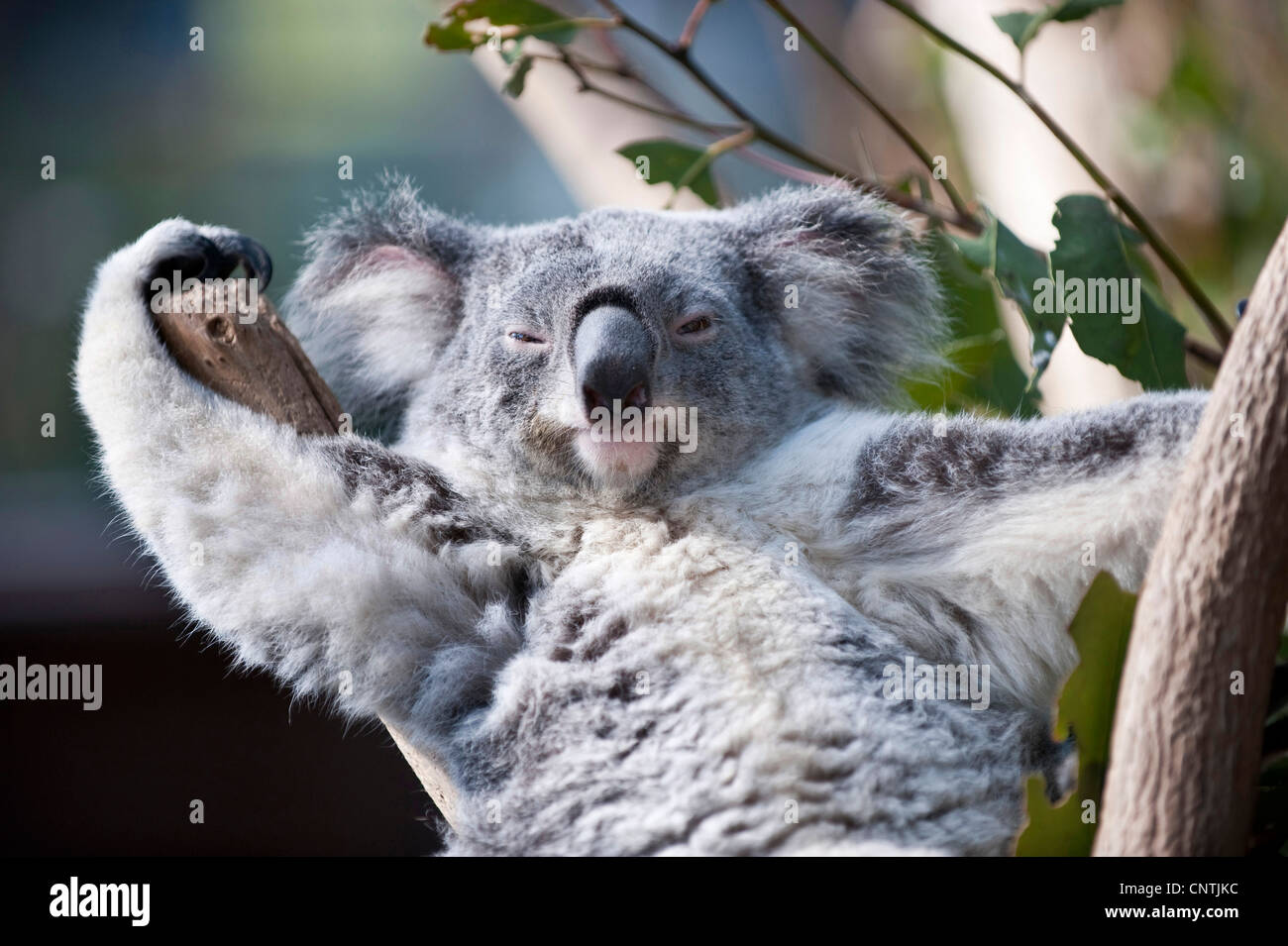 Koala, koala (Phascolarctos Cinereus), retrato, Queensland, Australia Foto de stock