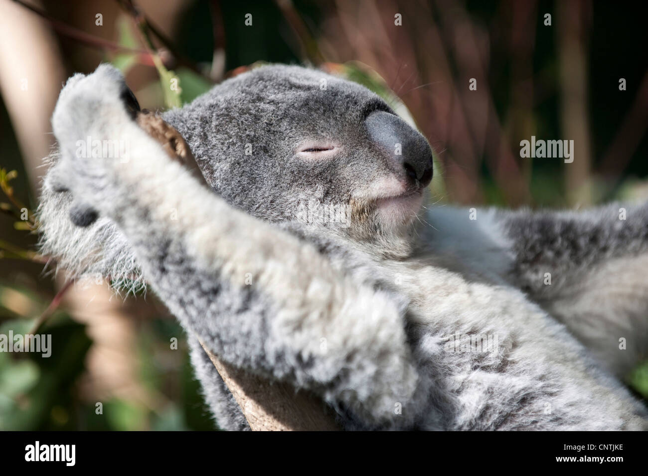 Koala, koala (Phascolarctos Cinereus), retrato, Queensland, Australia Foto de stock