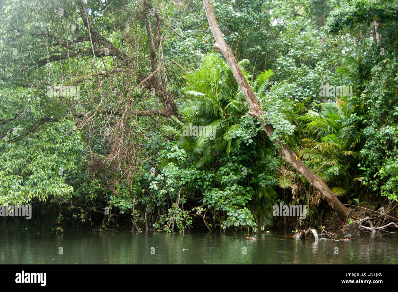 Selva tropical en el norte de Australia, Queensland, Australia, el Río Daintree Foto de stock