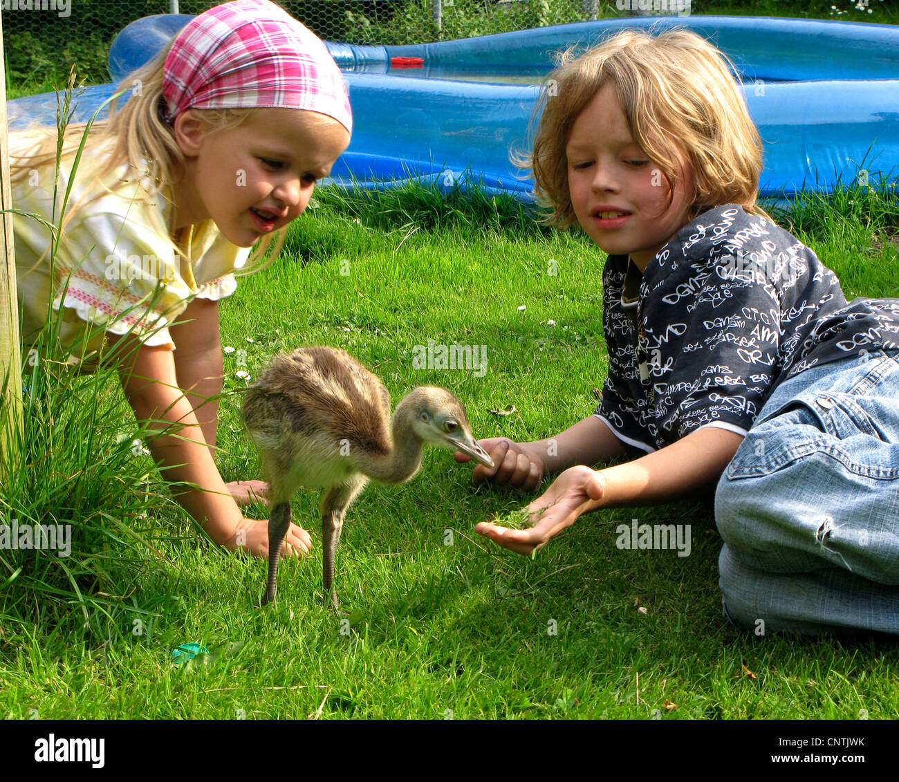 Mayor ñandú (Rhea americana), dos niños jugando con un polluelo en el jardín, Alemania Foto de stock