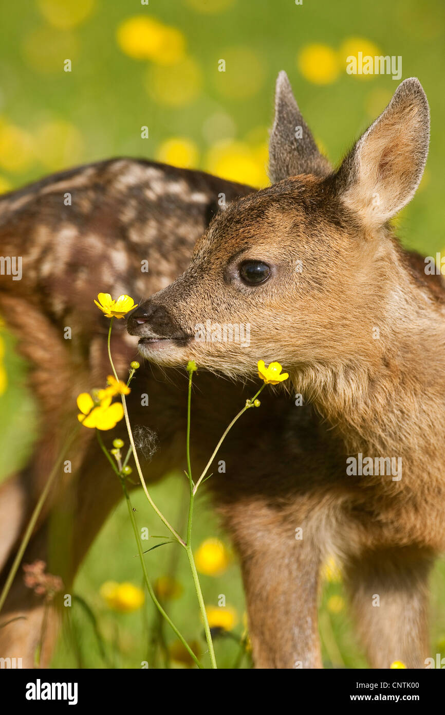 El corzo (Capreolus capreolus), leonado sniffing en una flor, Alemania Foto de stock