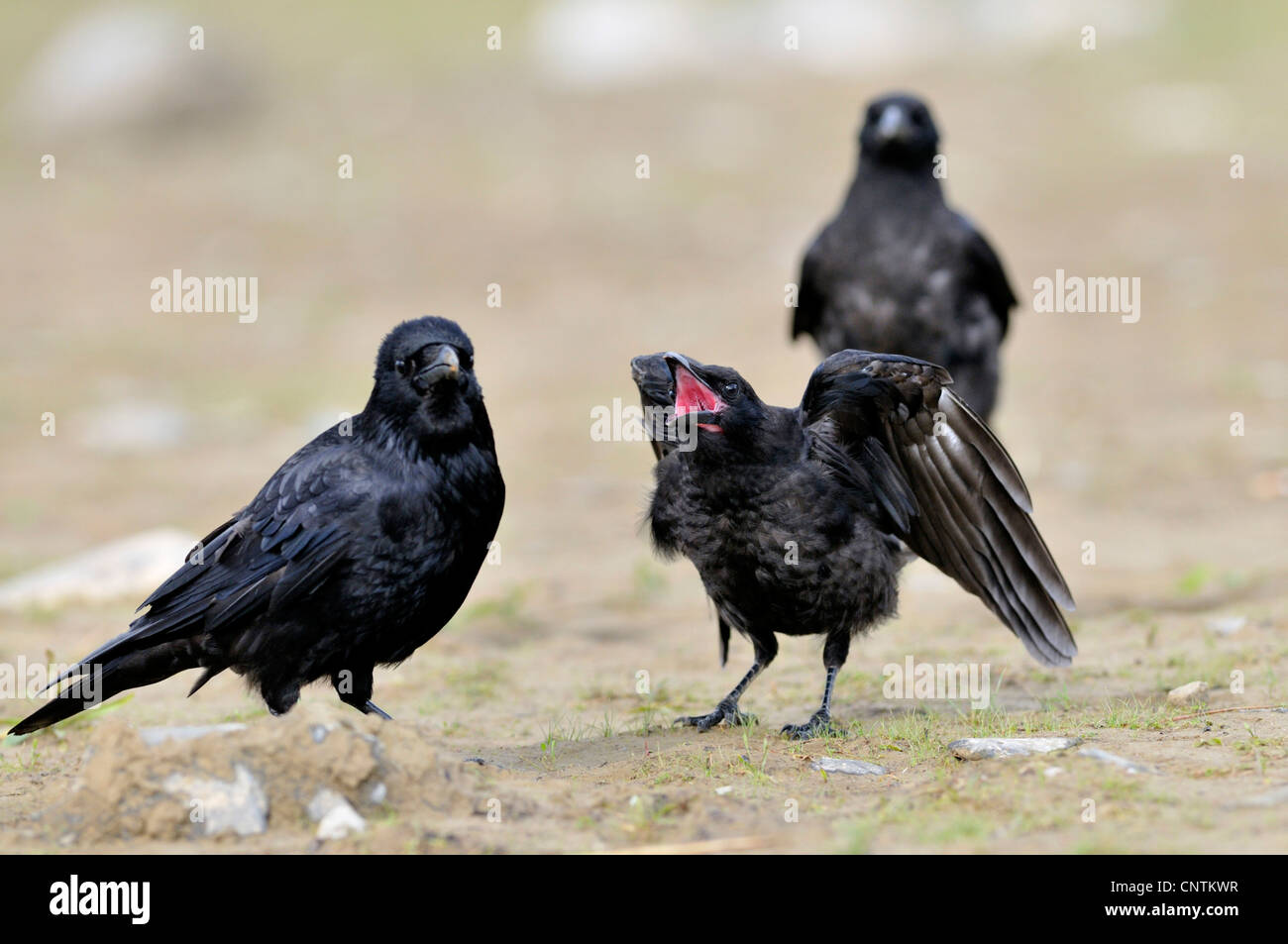 Carrion crow (Corvus corone), tres aves sobre un suelo de tierra, de menores pidiendo comida, Alemania Foto de stock