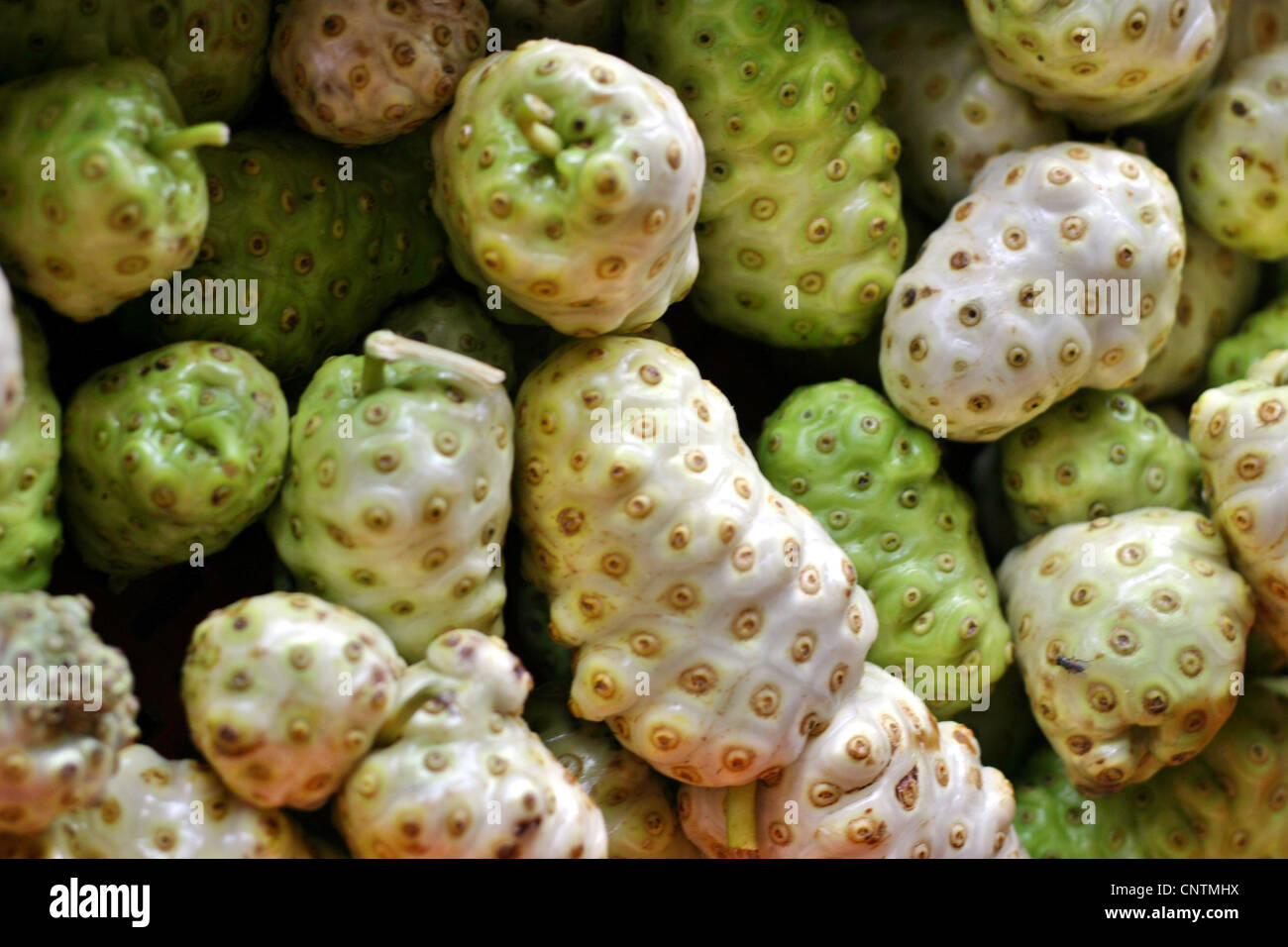 Mulberry indio, Painkiller (Morinda citrifolia, Morinda bracteata), frutas, Antillas Holandesas, Curazao, Punda, Willemstad Foto de stock