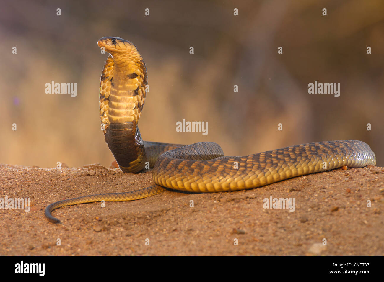Snouted cobra (Naja annulifera) serpiente, encapuchado en postura defensiva en Sudáfrica Foto de stock