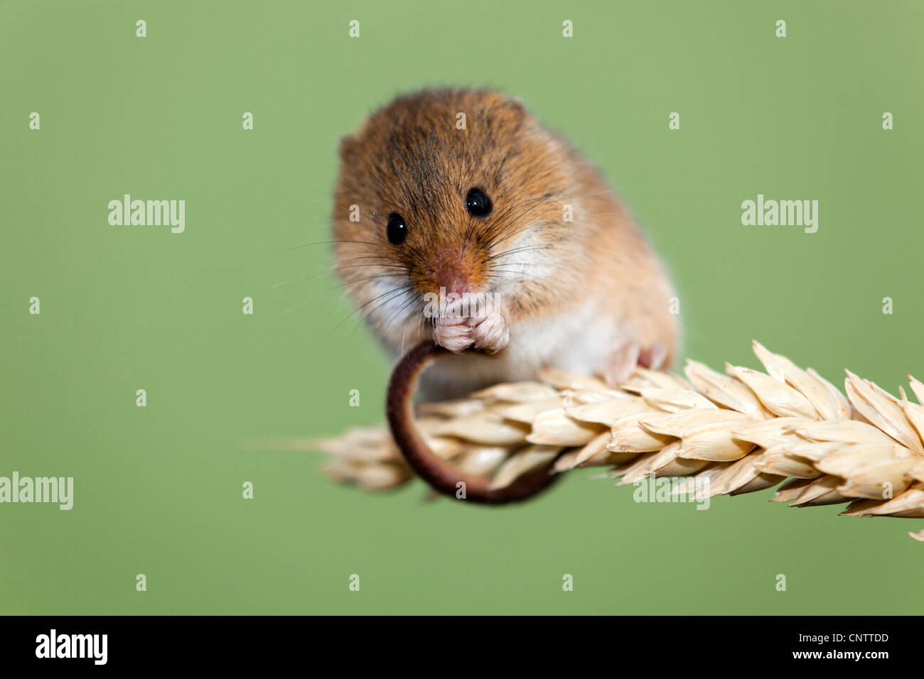 Ratón de cosecha; Micromys minutus; en mazorca de maíz; UK Foto de stock