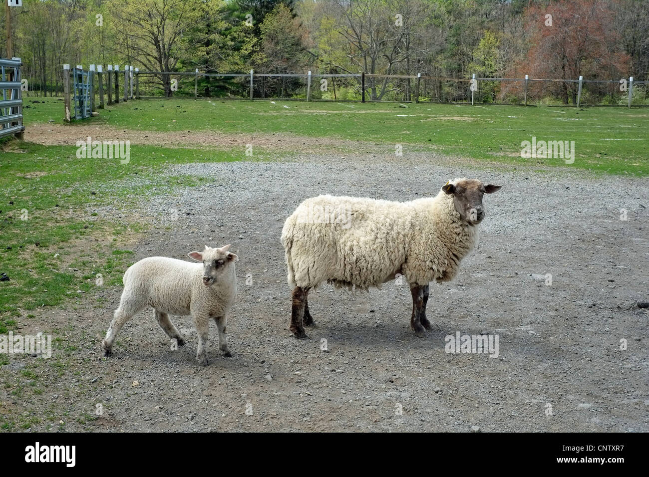 La madre y el bebé ovejas. Foto de stock
