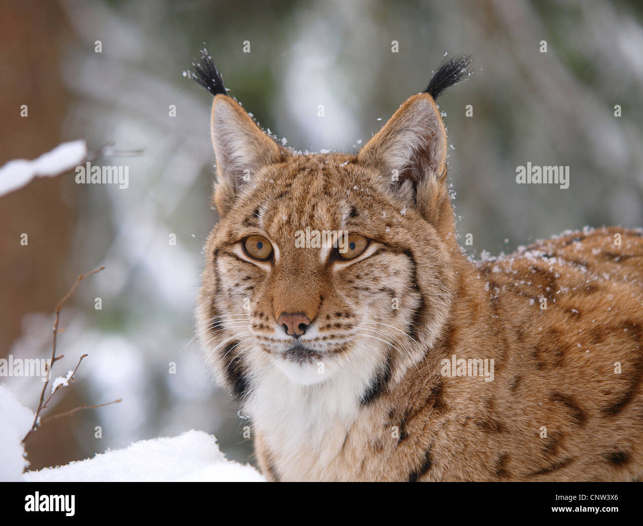 El lince eurásico (Lynx lynx), retrato en nieve, Alemania Foto de stock