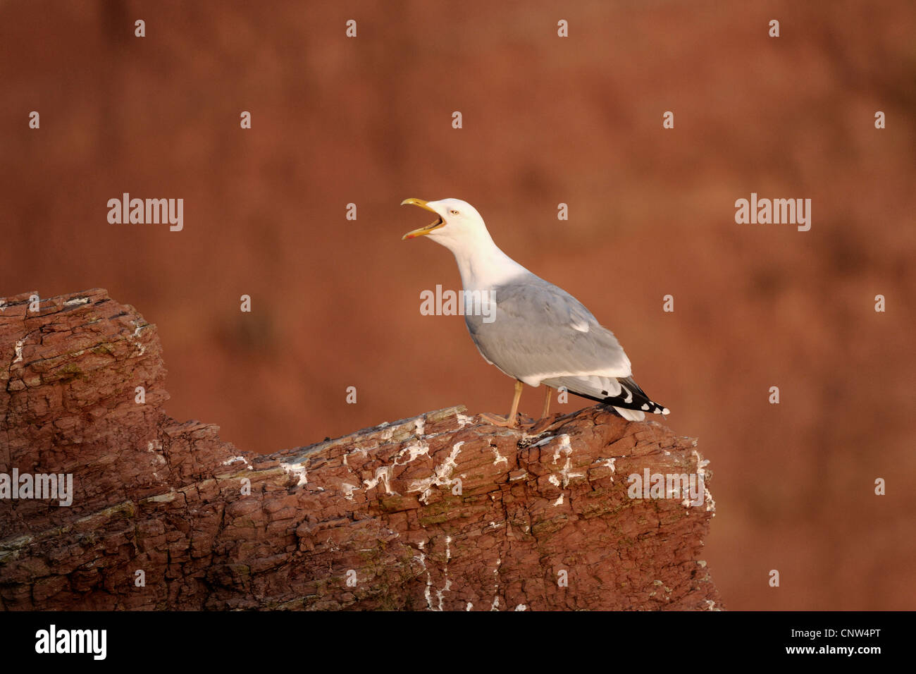 Gaviota argéntea (Larus argentatus), llamando estando de pie sobre una roca, Alemania, Heligoland Foto de stock