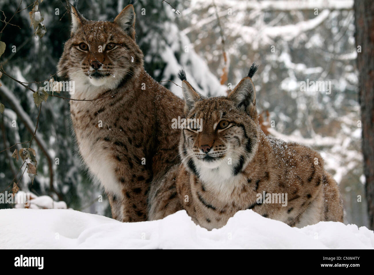 El lince eurásico (Lynx lynx), dos individuos en la nieve, Alemania Foto de stock
