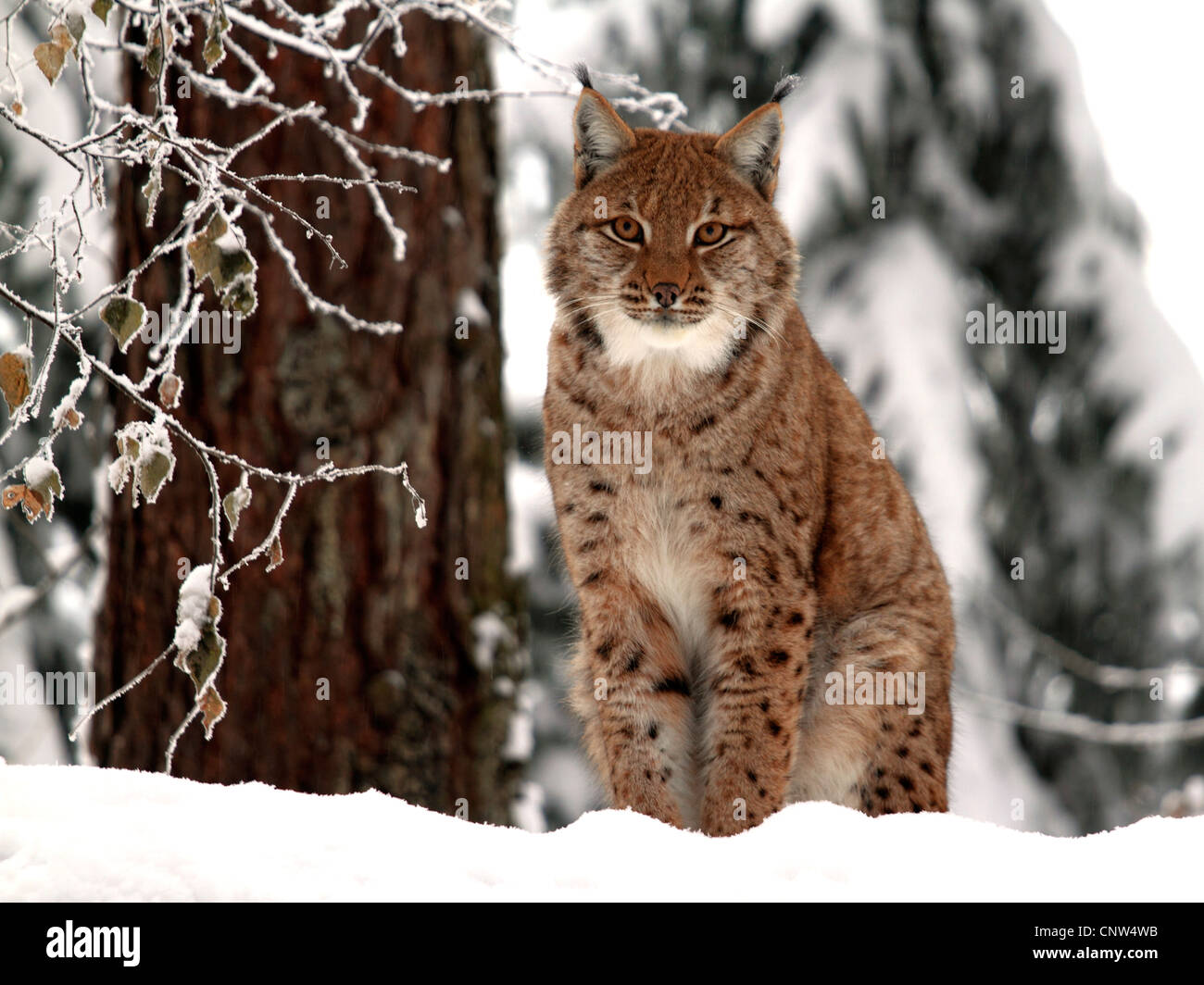 El lince eurásico (Lynx lynx), en la nieve, Alemania Foto de stock