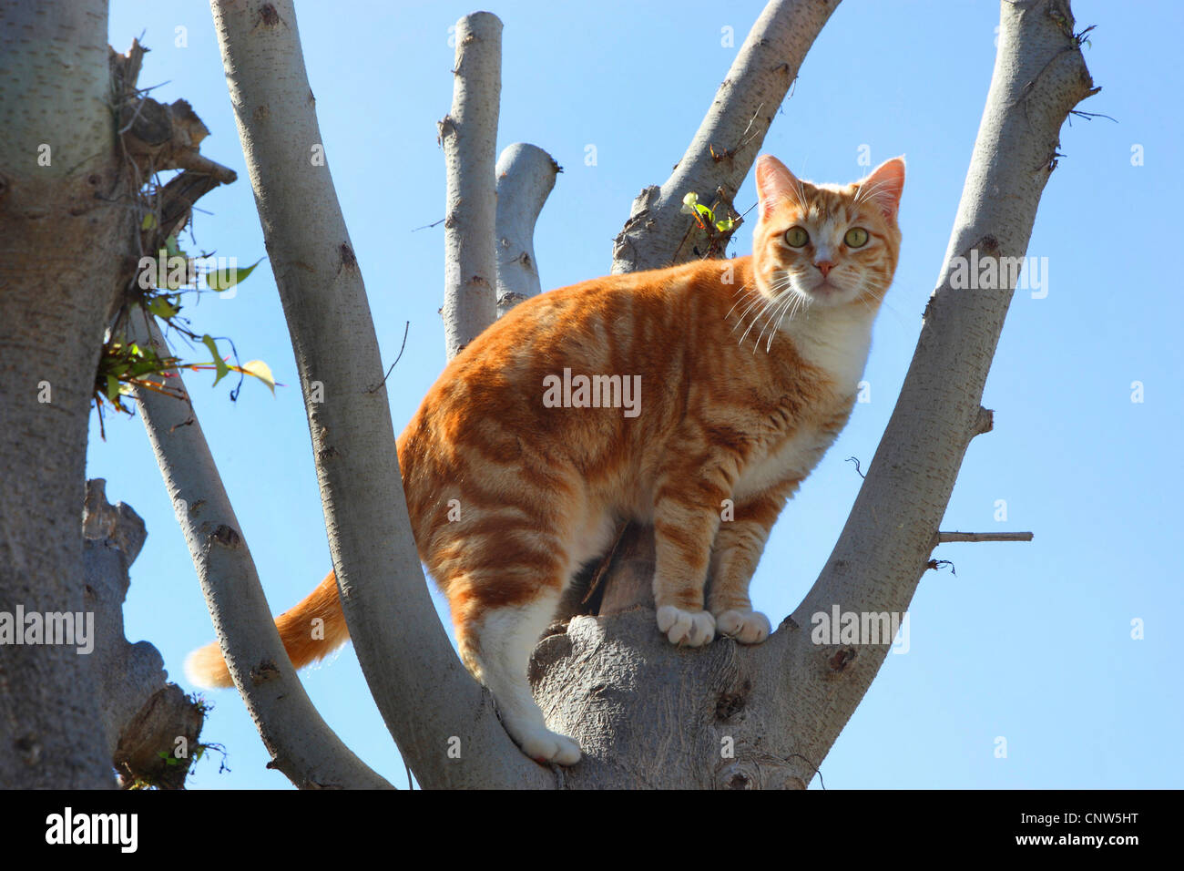 Gato doméstico, los gatos domésticos (Felis silvestris catus) f., en un  árbol, Islas Canarias, Lanzarote Fotografía de stock - Alamy