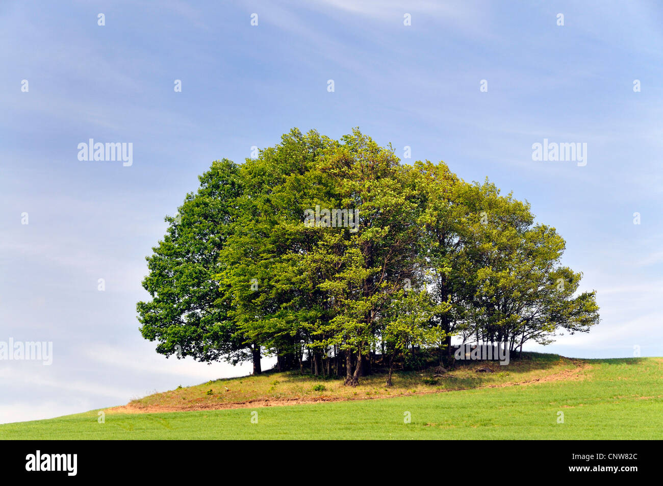 Grupo de árboles sobre una colina, Alemania Foto de stock