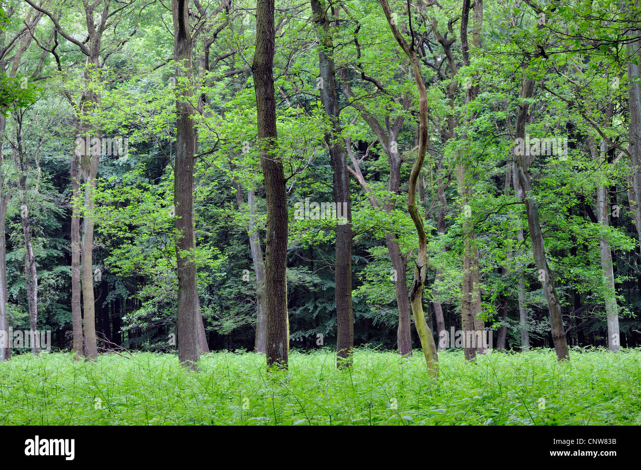 Los bosques mixtos en primavera, Alemania Foto de stock