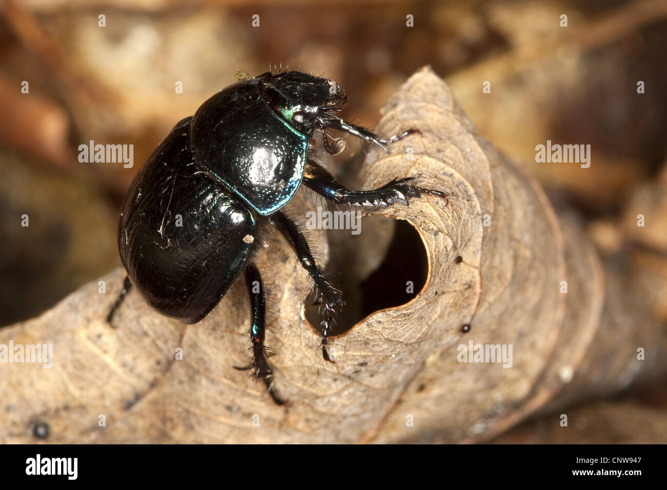 Rosskaefercommon dor escarabajo, escarabajos del estiércol (Anoplotrupes stercorosus, Geotrupes stercorosus) en una hoja de otoño, Alemania Foto de stock