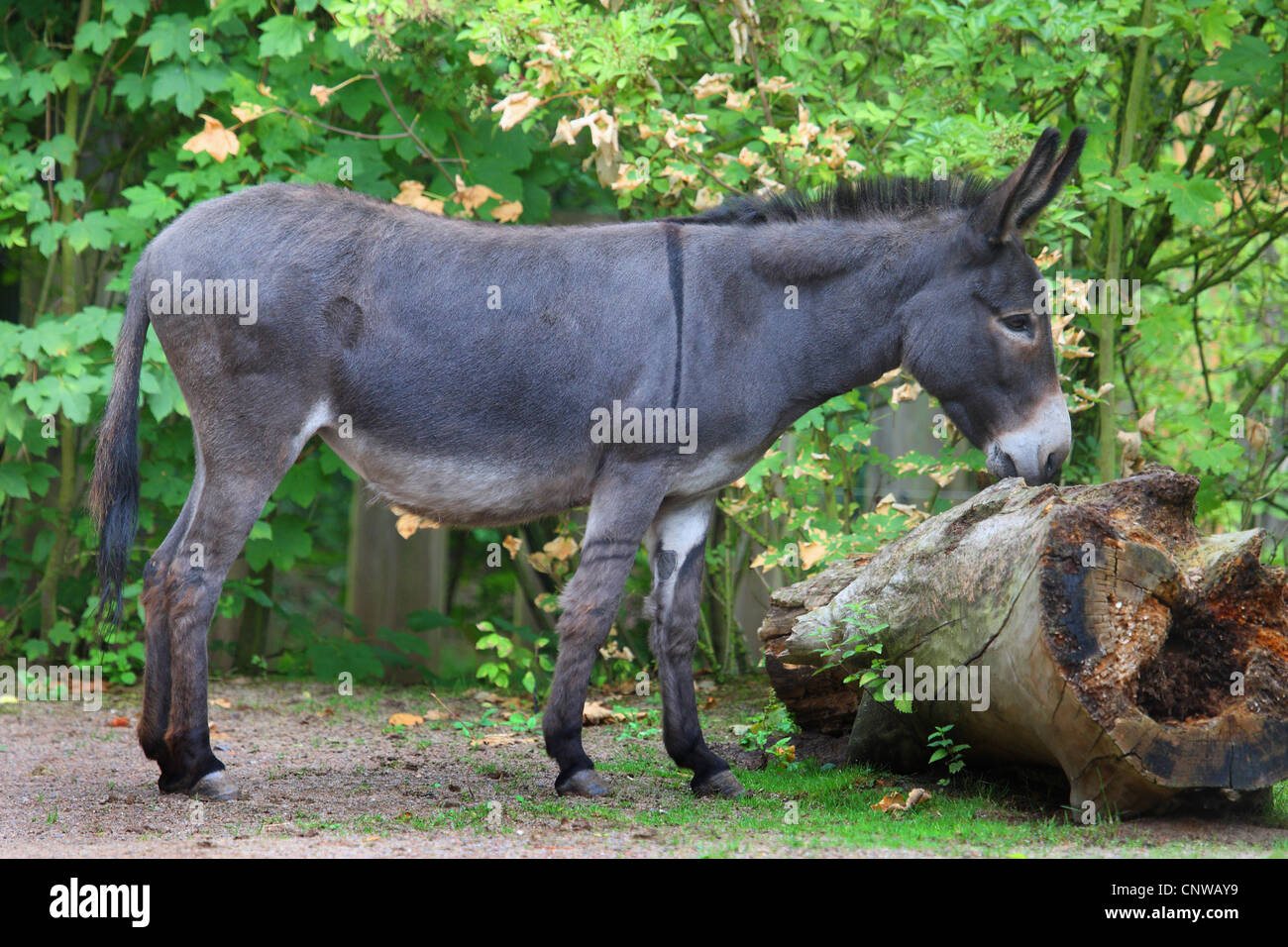 Asno doméstico (Equus asinus asinus. f), aspirando a un registro, Alemania Foto de stock
