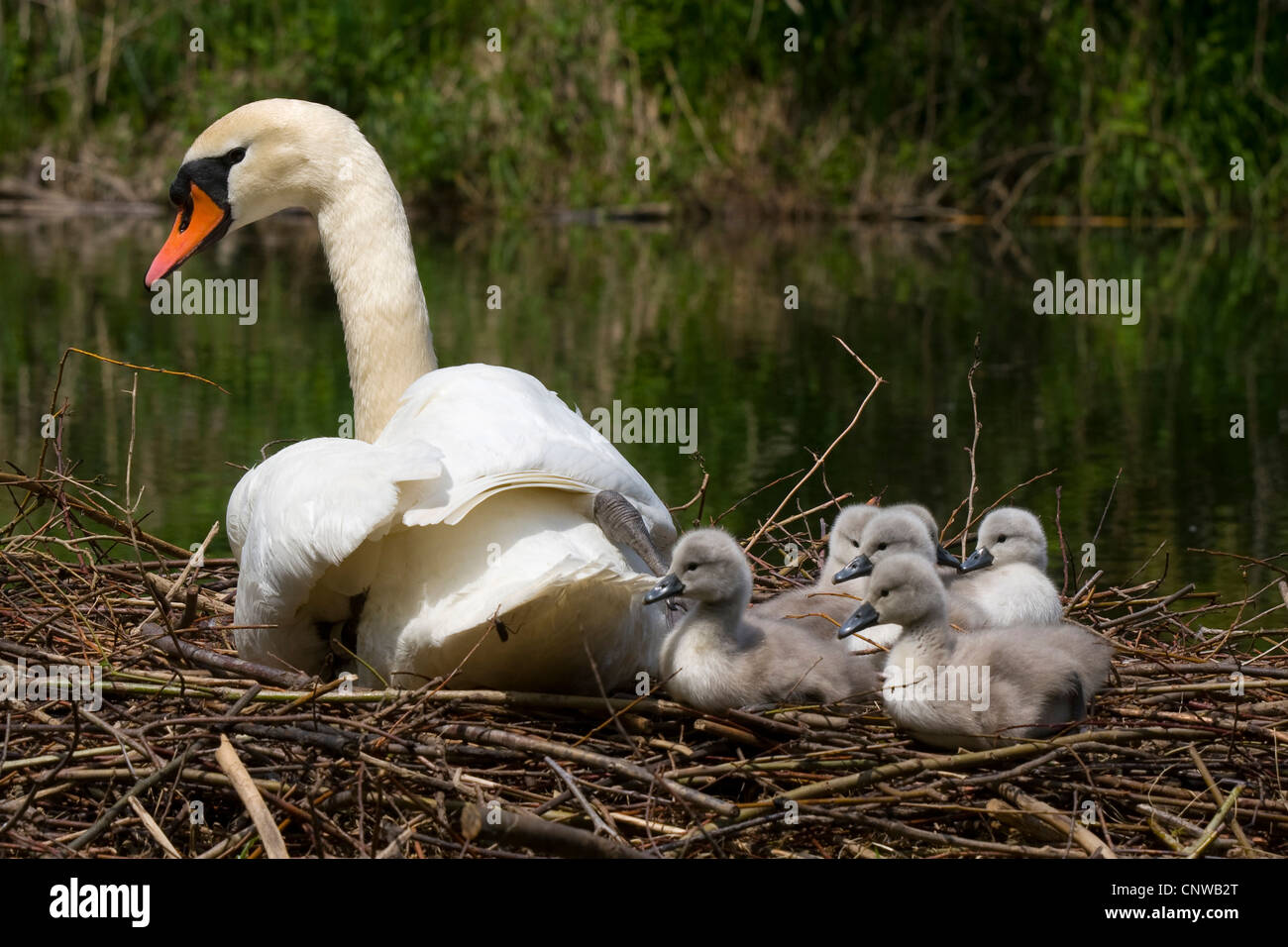 Cisne mudo con pollitos en el agua fotografías e imágenes de alta