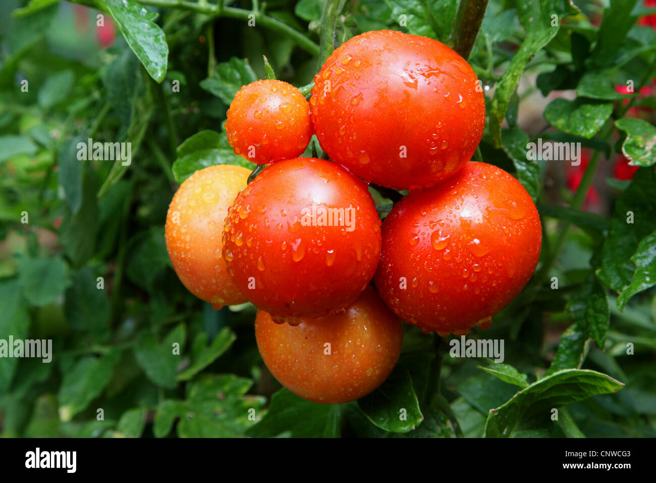 Jardín de tomate (Solanum lycopersicum, Lycopersicon esculentum), tomates en la lluvia Foto de stock