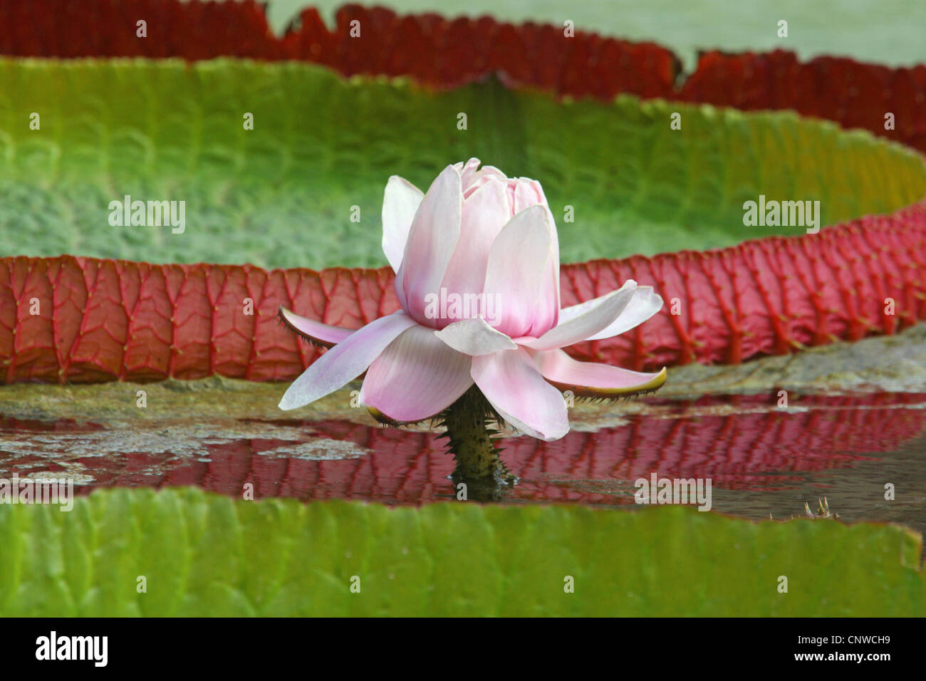 Nenúfar gigante, Amazon Water Lily (Victoria amazonica, Victoria regia), floreciendo Foto de stock
