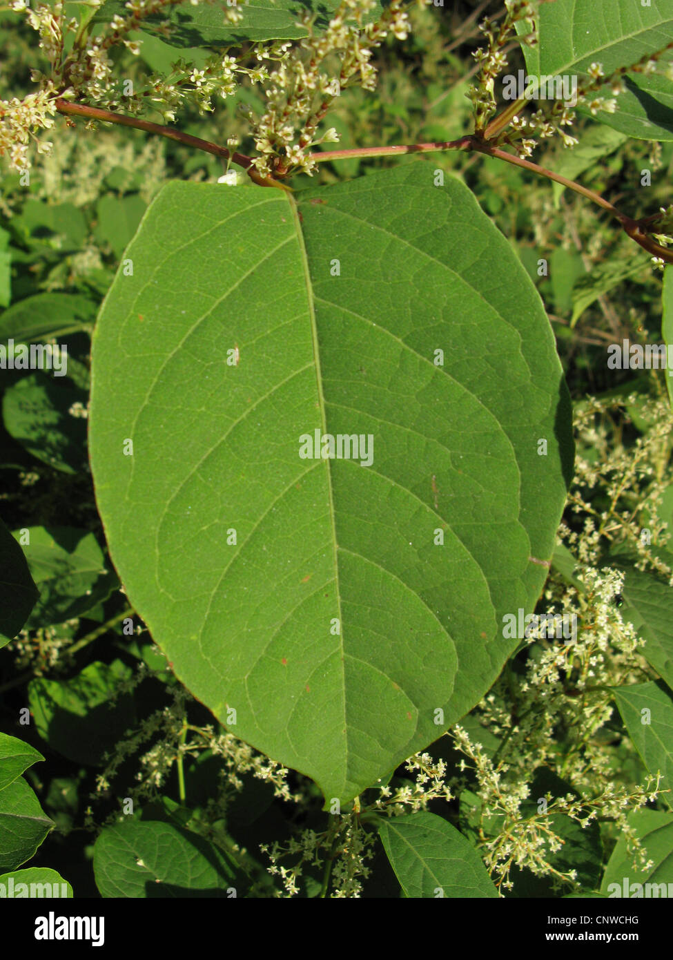 Knotweed japonés (Fallopia japonica, Reynoutria japonica), hoja, en Alemania, en Renania del Norte-Westfalia Foto de stock