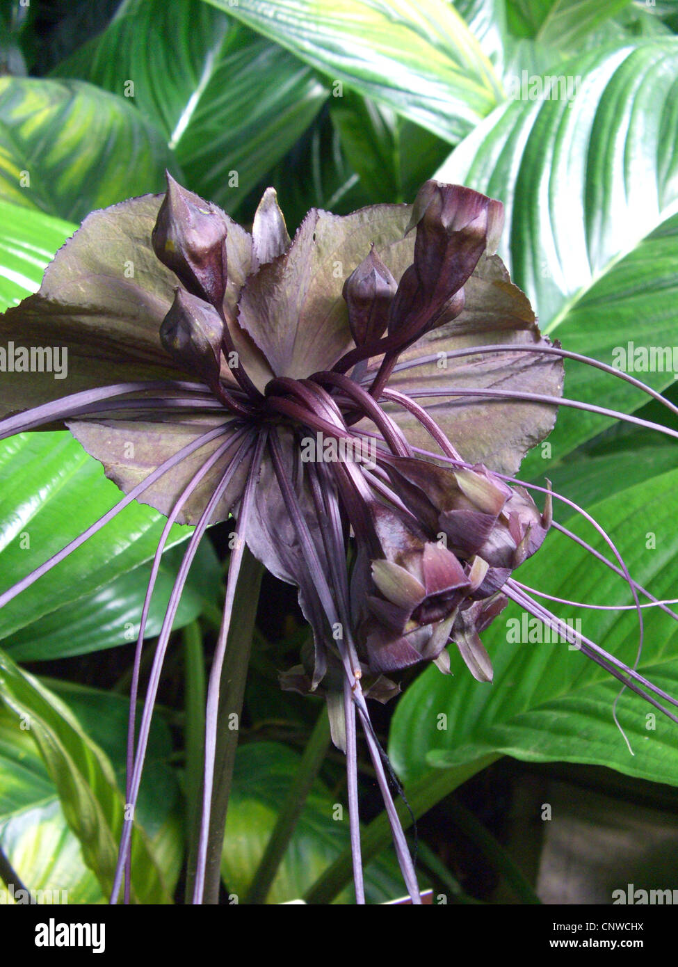 Bat plant tacca chantrieri fotografías e imágenes de alta resolución - Alamy