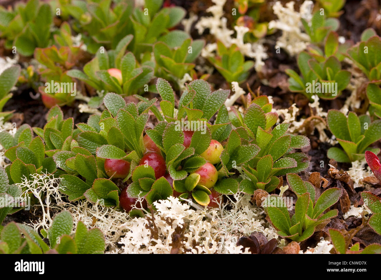 La gayuba alpino, negro gayuba (Arctostaphylos alpina, Arctous alpina), fructificación, Alemania Foto de stock