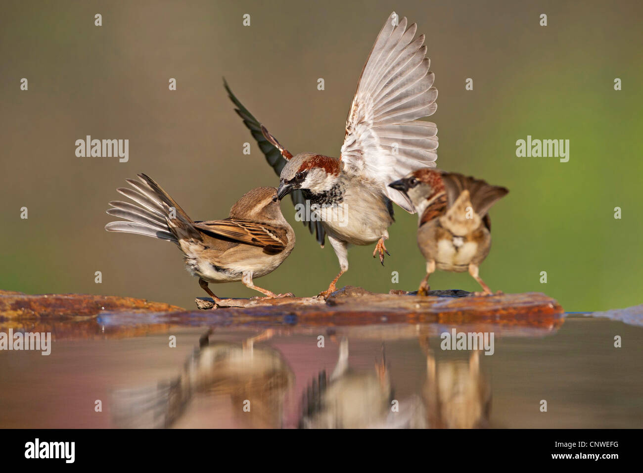 Gorrión (Passer domesticus), dos hombres y una mujer sentada peleados en la orilla de piedra de un lugar agua, Alemania, Renania-Palatinado Foto de stock