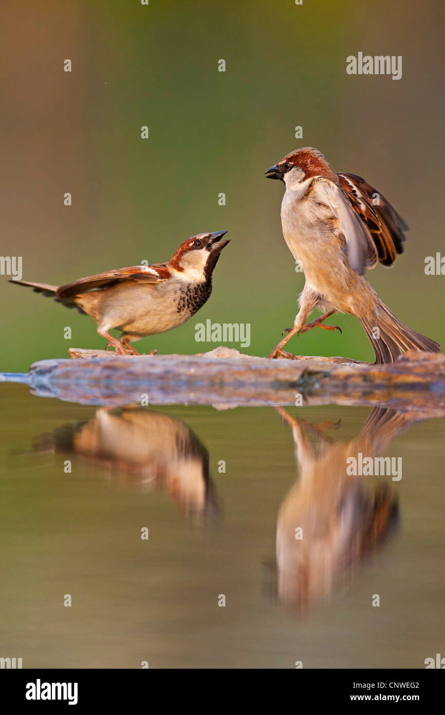 Gorrión (Passer domesticus), dos hombres sentados frente a frente las peleas en la orilla de piedra de un lugar agua, Alemania, Renania-Palatinado Foto de stock