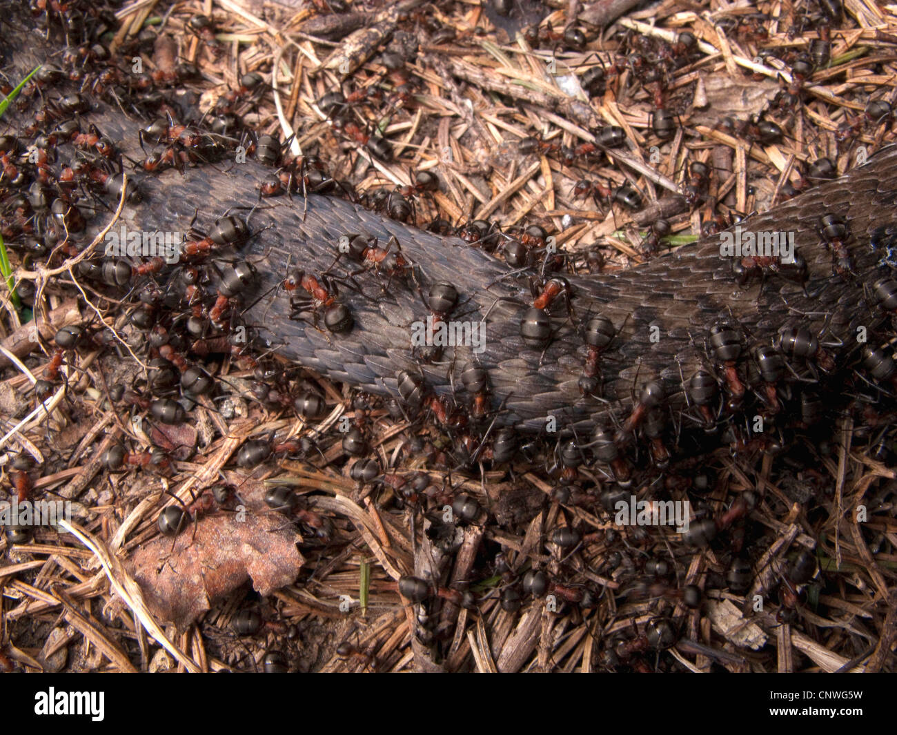 Hormiga de madera (Formica rufa), alimentándose de una serpiente muerta, Noruega Foto de stock