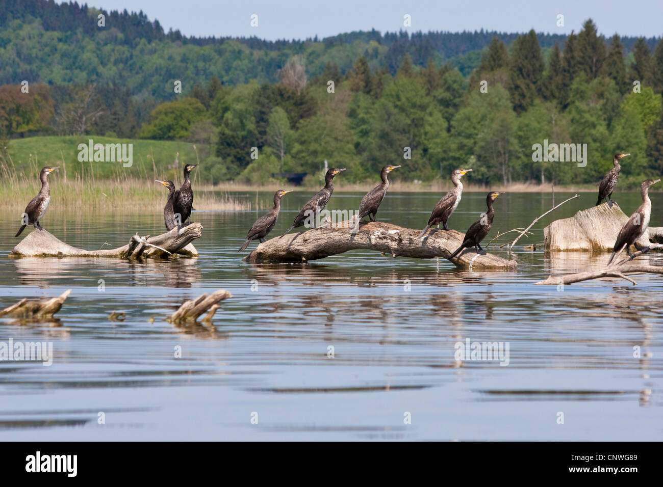 Cormorán grande (Phalacrocorax carbo), grupo sentado en la madera muerta en un lago, Alemania, Baviera, Riegsee Foto de stock