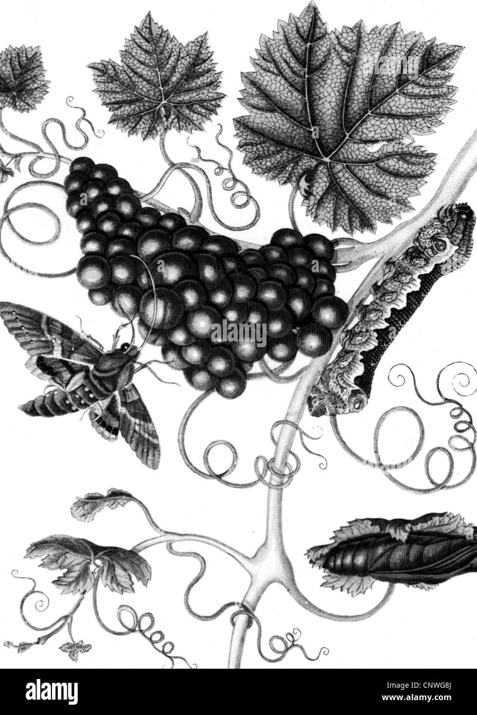 Merian, Maria Sybilla, 1647 - 1717, artista alemán, (pintor, diseñador gráfico) , oevre: vid, racimos de uvas con Claret (Hippotion celerio Hawk-Moth vid), Caterpillar, grabado en cobre, circa 1700, Copyright del artista no ha de ser borrado Foto de stock