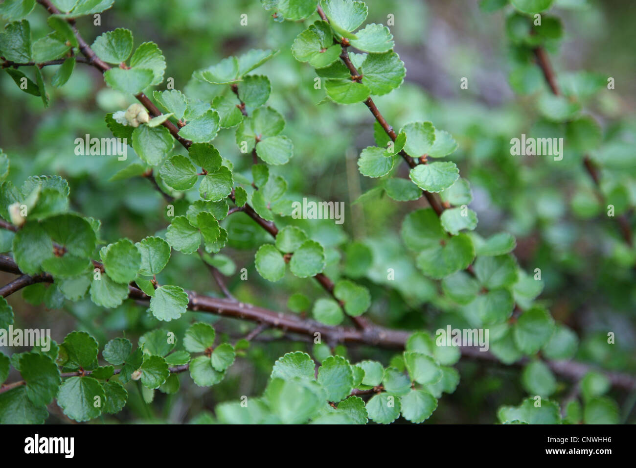 El abedul enano (Betula nana) en las montañas Khibiny de la península de Kola en Rusia. Foto de stock