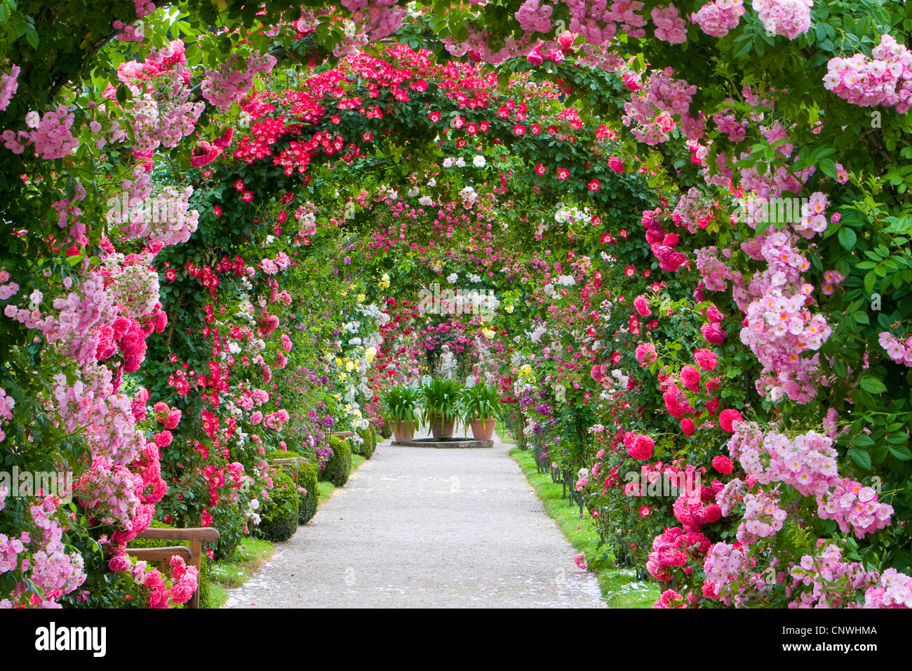 Rose (Rosa ornamentales spec.), Rosa arcos en un jardín de rosas, Alemania  Fotografía de stock - Alamy