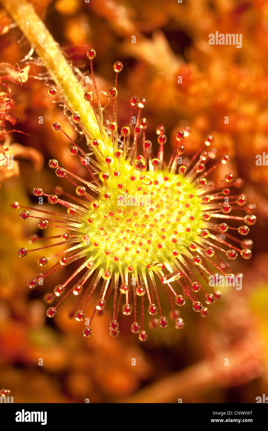 Round-dejados sundew, roundleaf sundew (Drosera rotundifolia), macro shot de hoja con casquillo tentáculos, Alemania, Baviera Foto de stock