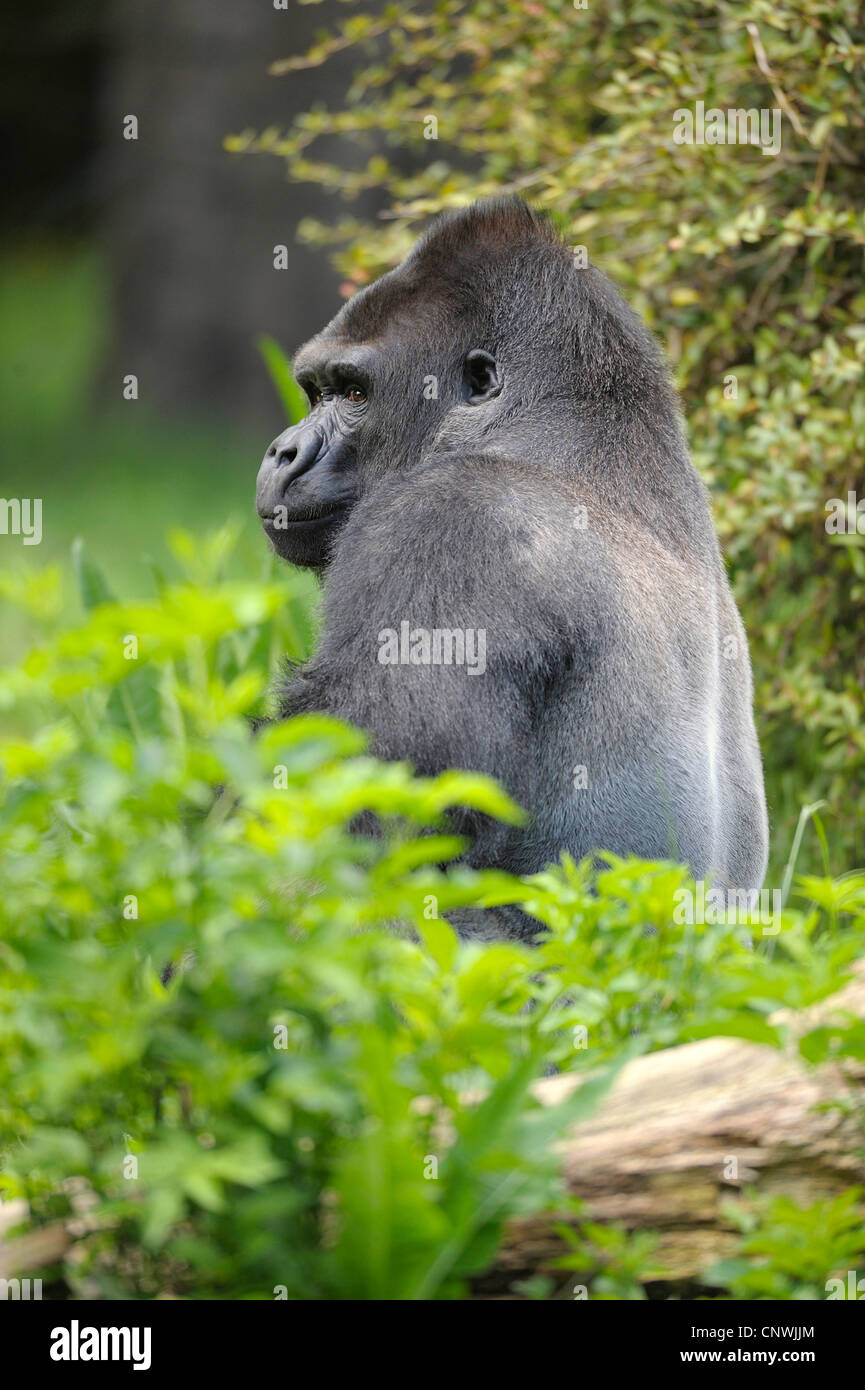 Gorila (Gorilla gorilla), silverback sentados con las sholders levantó medio escondida detrás de plantas Foto de stock