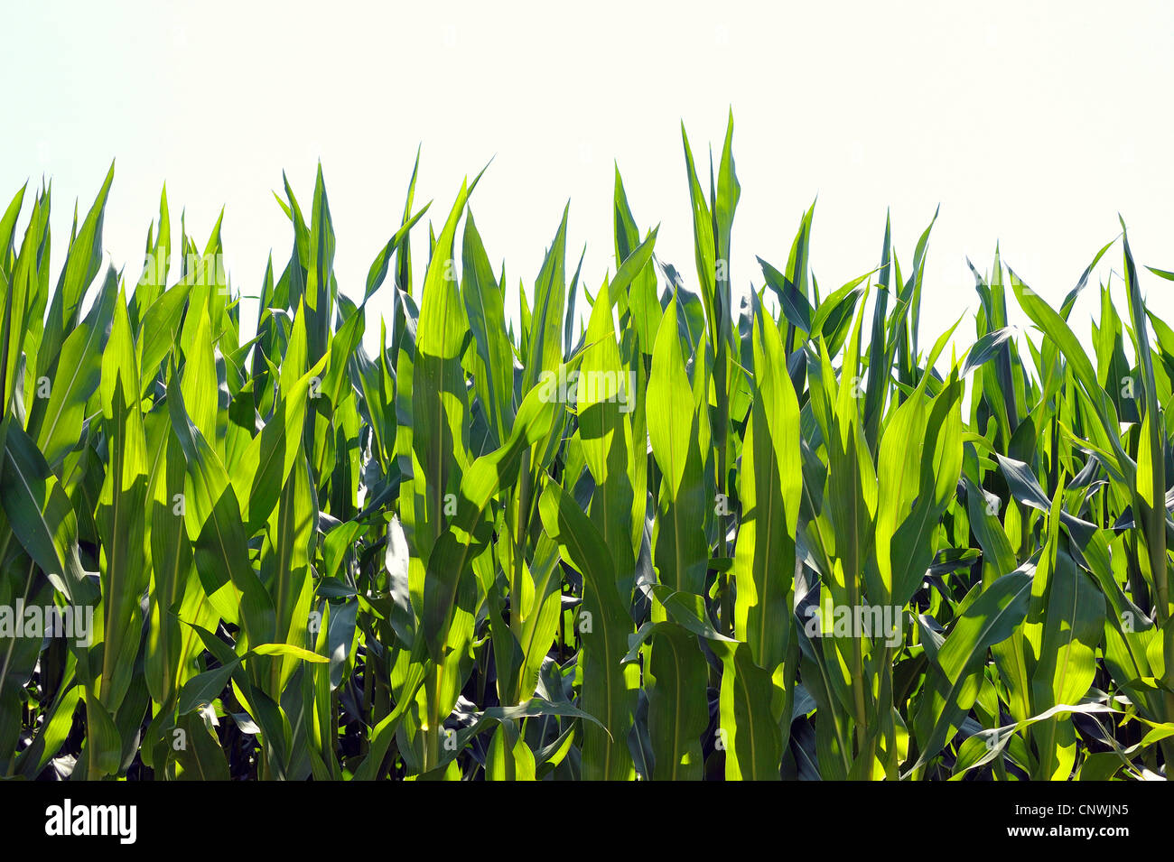 El maíz, el maíz (Zea mays), campo en el verano, Alemania Foto de stock